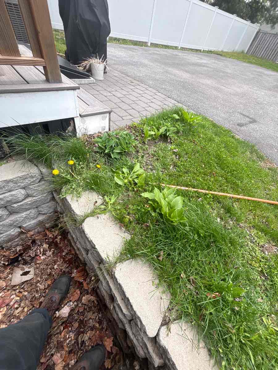 Spring weeds and dandelions overtaking a bed in Medford — far easier to clear in April than in June.