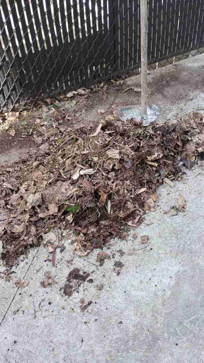 Matted winter leaves raked into a pile during an April cleanup in Boston.