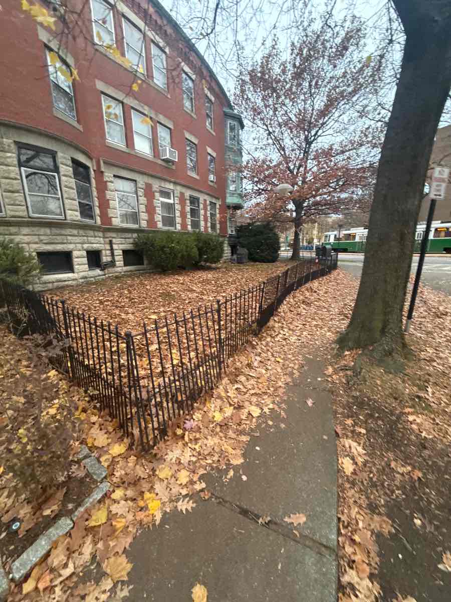 Before: the same Brookline lawn under a full layer of leaves, the cover that turns into snow mold once the first snow lands on it.