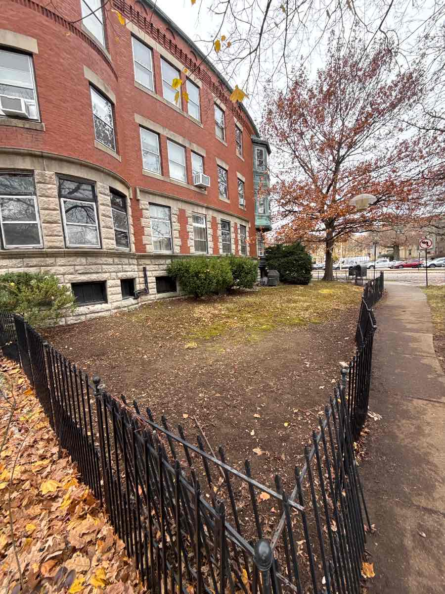 After: a Brookline front lawn cleared in late November and ready for winter.